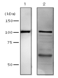 POL I | DNA Polymerase 1 in the group Antibodies, Bacterial/Fungal at Agrisera AB (Antibodies for research) (AS21 4547)